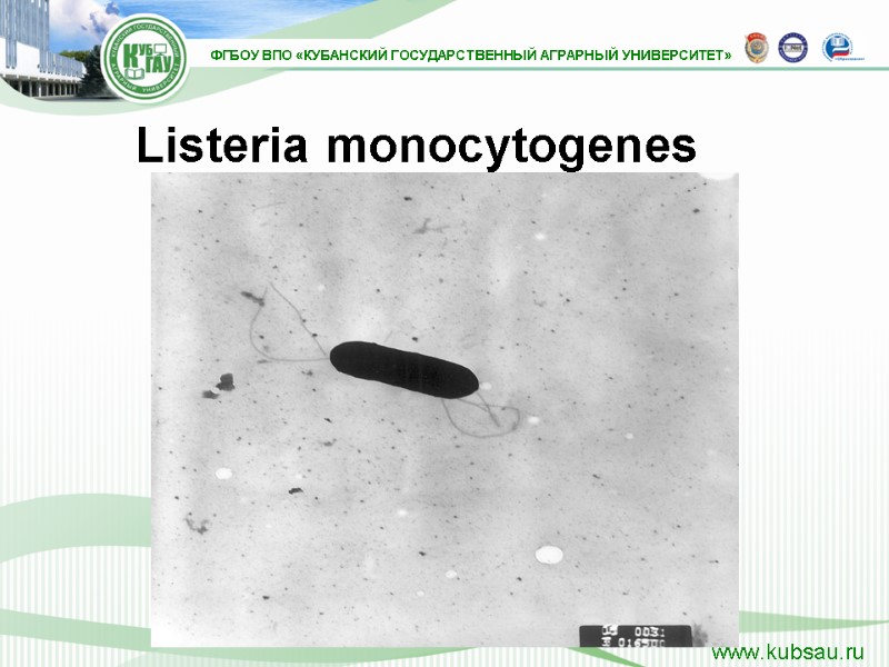 Listeria monocytogenes